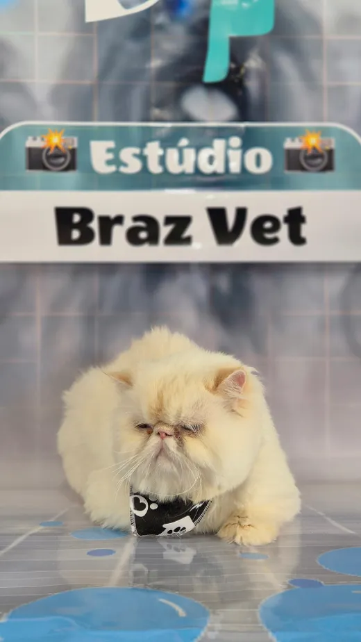 Gato persa creme com bandana no Estúdio Braz Vet