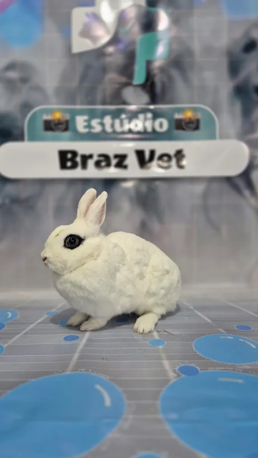 Coelho branco no Estúdio Braz Vet